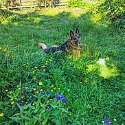 Major participe au concours pour gagner de l'argent avec cette photo : dog, german_shepherd, pet, outdoor, garden, meadow, wildflowers, grass, greenery, wooden_fence, sunlight, lying_down, alert, pointed_ears, black_and_tan, backyard, nature, spring, flowers, portrait