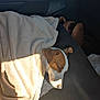 Rocky participe au concours pour gagner de l'argent avec cette photo : dog, sleeping, blanket, car_interior, sunlight, nap, brown_and_white_dog, pet, resting, cozy, comfort, seat, canine, relaxation, domestic_animal, fur, peaceful, indoor, transportation, car_seat