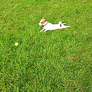 Rocky a rejoint le concours — aidez-le/la à gagner de superbes lots ! dog, grass, tennis_ball, outdoor, pet, animal, greenery, playing, resting, summer, nature, canine, collar, field, daylight, small_dog, leisure, park, stretching, fur