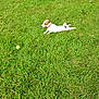 dog, grass, tennis_ball, outdoor, pet, animal, greenery, playing, resting, summer, nature, canine, collar, field, daylight, small_dog, leisure, park, stretching, fur