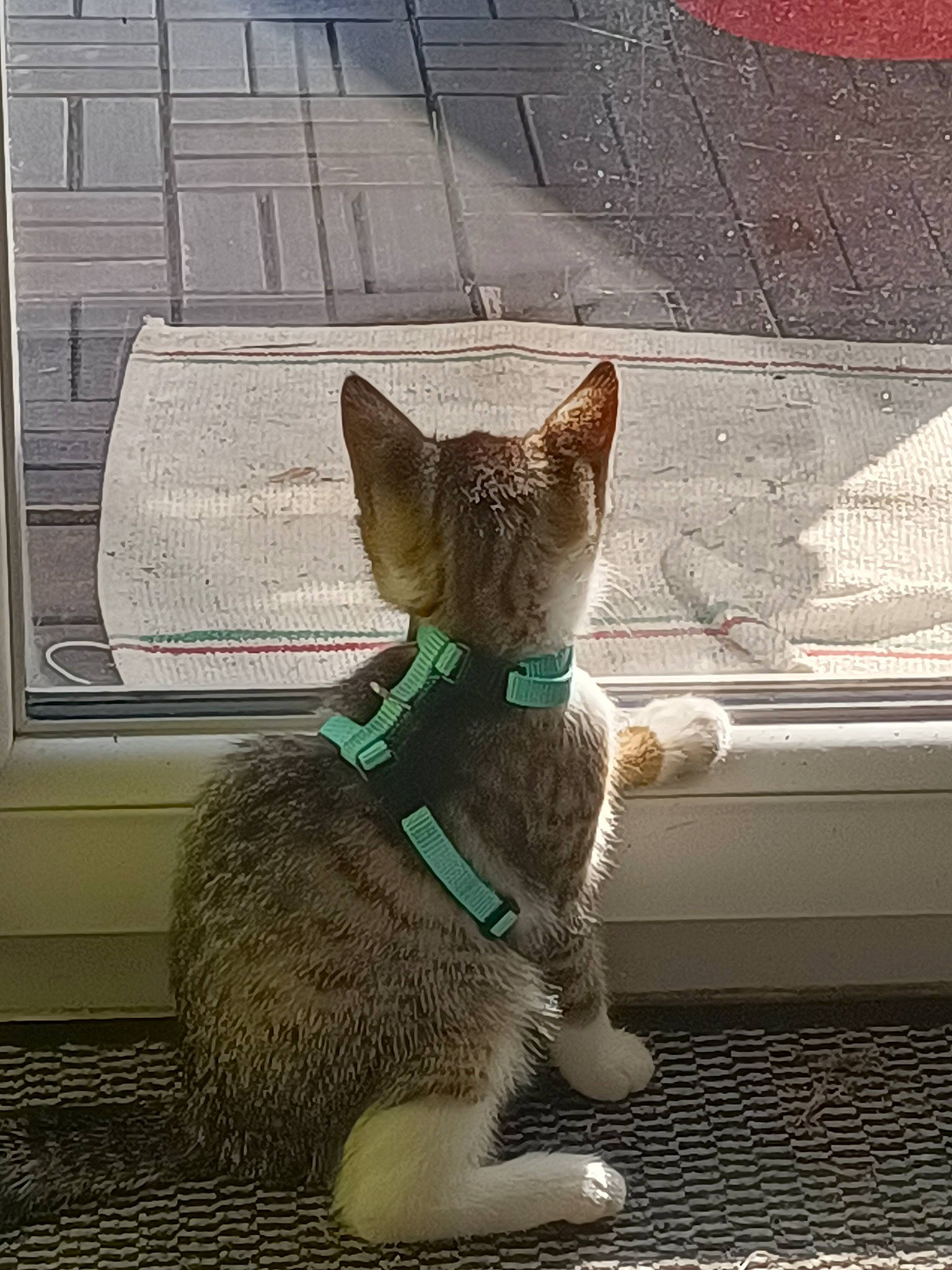 Skye participe au concours pour gagner de l'argent avec cette photo : canidae, carnivore, cat, claw, domestic_short_haired_cat, fawn, felidae, fur, paw, shadow, sitting, small_to_medium_sized_cats, snout, tail, terrestrial_animal, tints_and_shades, whiskers, window, wood