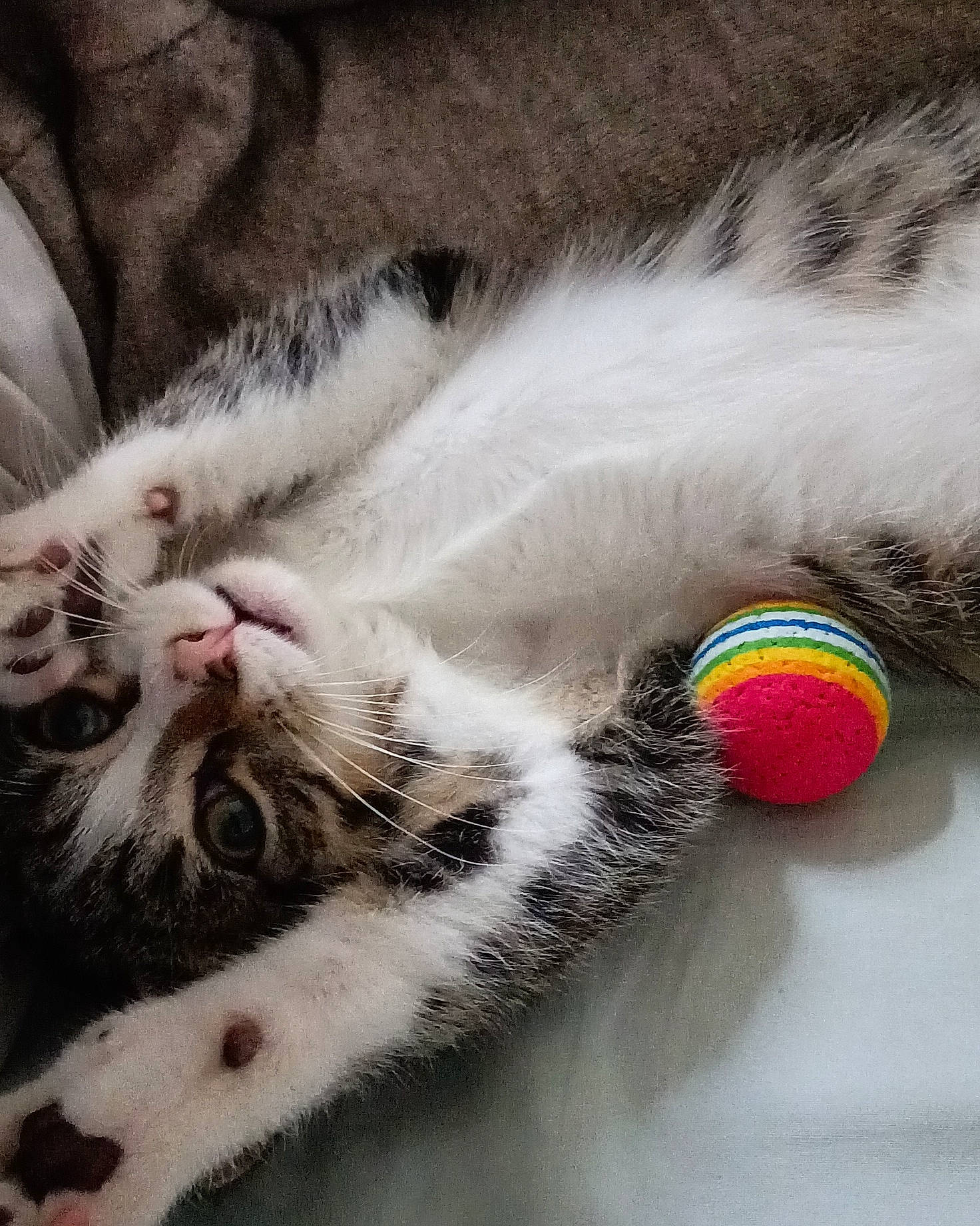 Skye a rejoint le concours — aidez-le/la à gagner de superbes lots ! carnivore, cat, claw, close_up, comfort, domestic_short_haired_cat, felidae, fur, nap, paw, sleep, small_to_medium_sized_cats, snout, tail, terrestrial_animal, whiskers