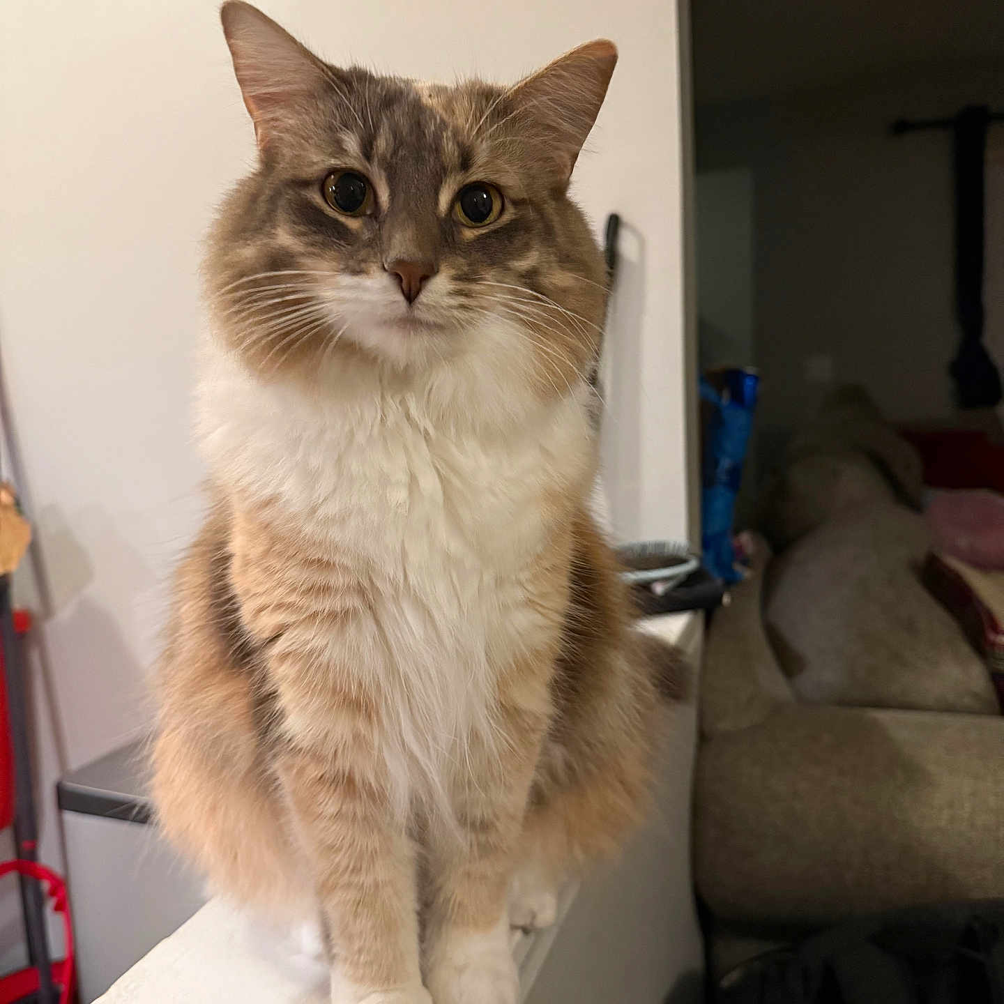 Biscuit
