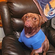 Joey joined the competition — help win amazing prizes! dog, brown_dog, blue_shirt, leather_chair, indoor, blanket, curtain, pet, animal, sitting, looking_up, cozy, furniture, cute, portrait, companion, domestic, fur, expression, household