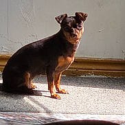 Lexi is registered to the contest to win money with this photo: dog, small_dog, black_and_brown, sitting, animal, pet, portrait, indoors, sunlight, sunbeam, carpet, wall, wood_trim, floor, shadow, standing, alert, looking_at_camera, short_hair, toy_breed
