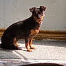 dog, small_dog, black_and_brown, sitting, animal, pet, portrait, indoors, sunlight, sunbeam, carpet, wall, wood_trim, floor, shadow, standing, alert, looking_at_camera, short_hair, toy_breed