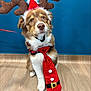dog, puppy, reindeer_antlers, santa_hat, red_tie, holiday_costume, festive, blue_background, wooden_floor, pet, cute, brown_and_white_fur, sitting, leash, indoors, adorable, christmas, costume, animal, portrait