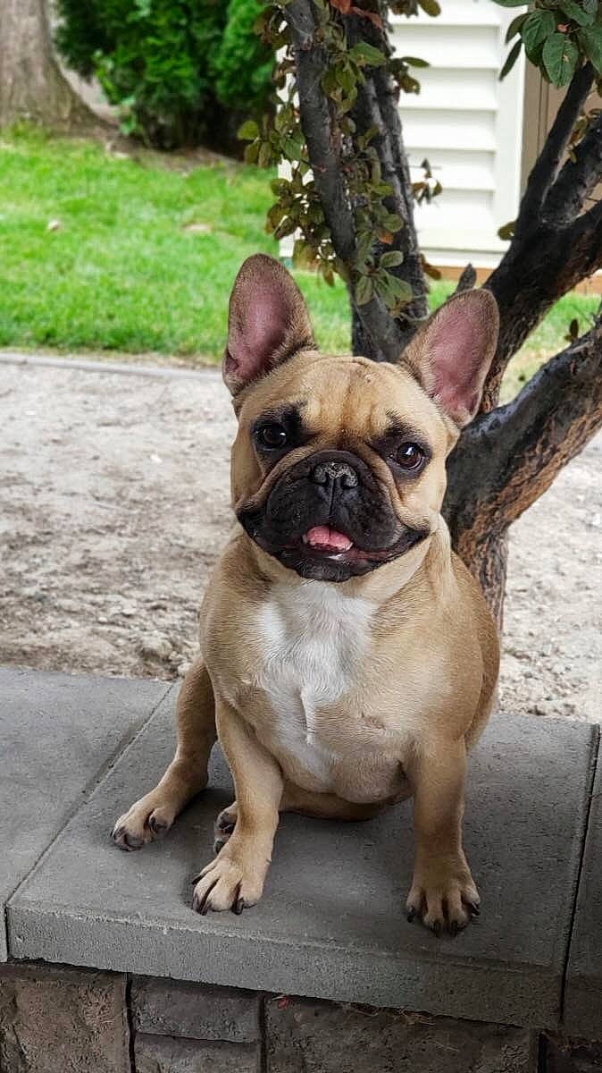 Korra Peppa Pig is registered to the contest to win money with this photo: bulldog, carnivore, companion_dog, dog, dog_breed, dog_collar, fawn, grass, non_sporting_group, plant, pug, snout, sporting_group, terrestrial_animal, toy_dog, working_animal, wrinkle