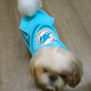 Mr.jackson joined the competition — help win amazing prizes! dog, puppy, hoodie, clothing, floor, wooden_floor, indoor, pet, fluffy_tail, motion_blur, blue, white, brown, animal, canine, cute, small_dog, apparel, logo, miami_dolphins