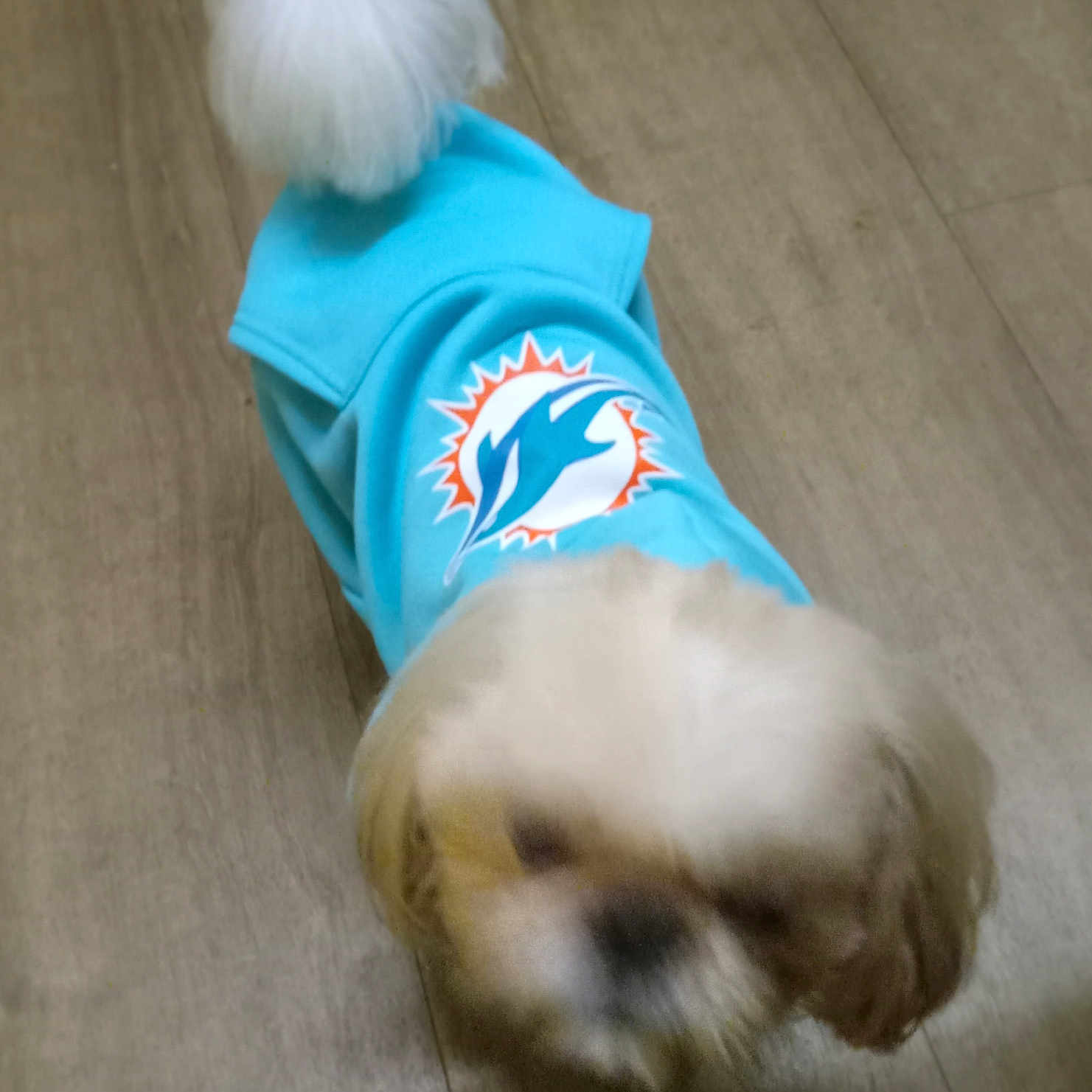 Mr.jackson joined the competition — help win amazing prizes! animal, apparel, blue, brown, canine, clothing, cute, dog, floor, fluffy_tail, hoodie, indoor, logo, miami_dolphins, motion_blur, pet, puppy, small_dog, white, wooden_floor