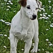 Roc a rejoint le concours — aidez-le/la à gagner de superbes lots ! animal, brown_patch, canine, cute, dog, field, flowers, fur, garden, grass, green, mammal, nature, outdoor, pet, small_dog, spring, summer, walking, white_dog