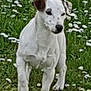 animal, brown_patch, canine, cute, dog, field, flowers, fur, garden, grass, green, mammal, nature, outdoor, pet, small_dog, spring, summer, walking, white_dog