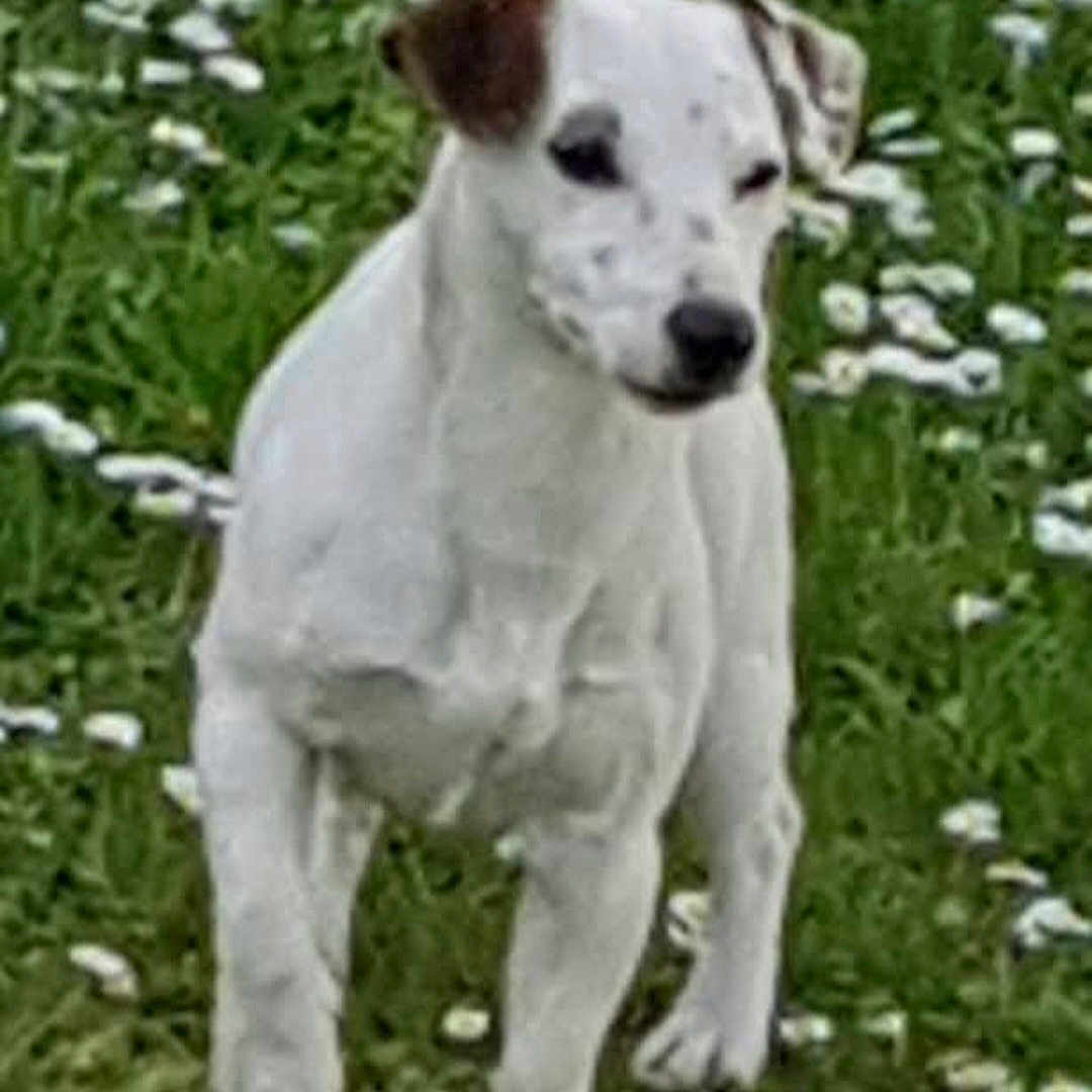 Roc a rejoint le concours — aidez-le/la à gagner de superbes lots ! animal, brown_patch, canine, cute, dog, field, flowers, fur, garden, grass, green, mammal, nature, outdoor, pet, small_dog, spring, summer, walking, white_dog