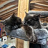 Simba joined the competition — help win amazing prizes! cat, black_cat, sleeping, cat_tree, furry, pet, indoor, resting, cozy, animal, cute, feline, two_cats, napping, wooden_beams, attic, soft_texture, household_items, relaxing, companion