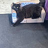 black_cat, cat, feline, pet, cardboard_couch, scratched_furniture, fish_pattern, indoor, floor, purple_fabric, relaxed, stretching, paw, fluffy, animal, cute, domestic_cat, cozy, resting, living_room