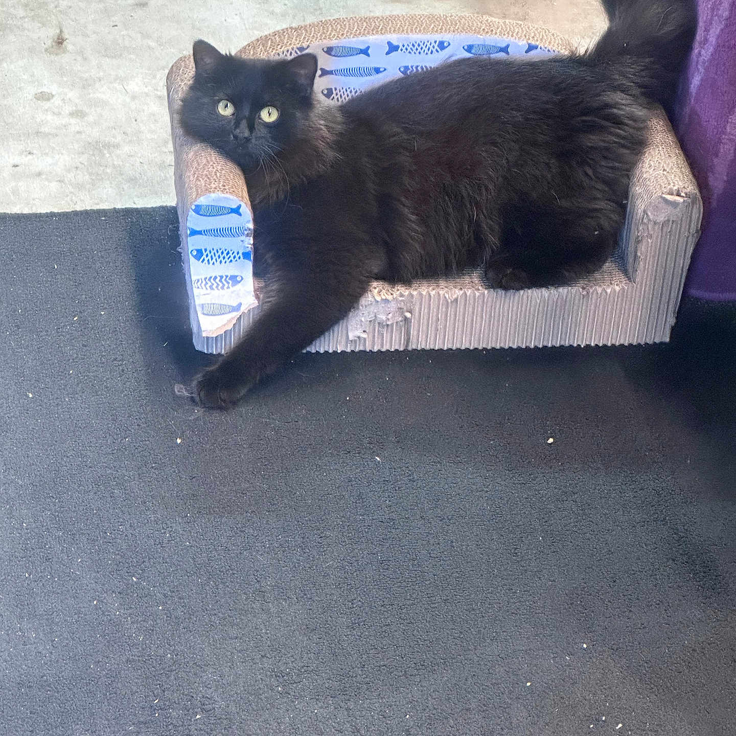 Simba joined the competition — help win amazing prizes! black_cat, cat, feline, pet, cardboard_couch, scratched_furniture, fish_pattern, indoor, floor, purple_fabric, relaxed, stretching, paw, fluffy, animal, cute, domestic_cat, cozy, resting, living_room