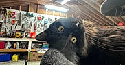 Simba is registered to the contest to win money with this photo: cat, black_cat, yellow_eyes, cat_tree, workshop, tools, wooden_beams, fluorescent_light, cluttered, indoor, pet, curious, feline, carpeted_cat_tree, shelf, storage, hardware, animal, close_up, whiskers