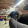 cat, black_cat, yellow_eyes, cat_tree, workshop, tools, wooden_beams, fluorescent_light, cluttered, indoor, pet, curious, feline, carpeted_cat_tree, shelf, storage, hardware, animal, close_up, whiskers
