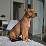 Bakie a rejoint le concours — aidez-le/la à gagner de superbes lots ! dog, pet, animal, sitting, bed, bedroom, indoors, home, brown_dog, short_hair, collar, portrait, profile, alert, calm, furniture, blanket, remote_control, interior, photography