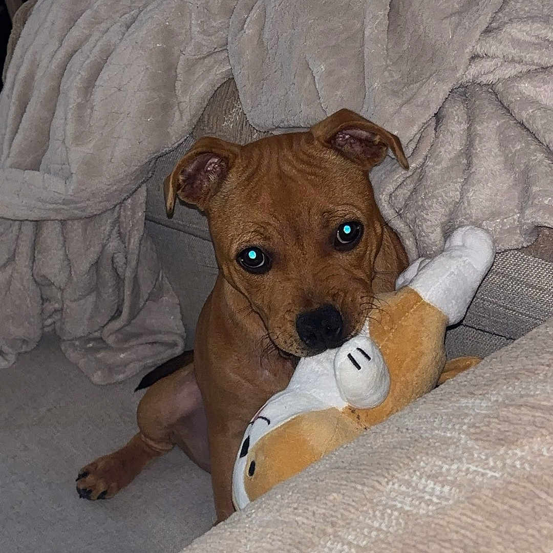 Bakie a rejoint le concours — aidez-le/la à gagner de superbes lots ! dog, puppy, brown_dog, pet, animal, portrait, sitting, playing, plush_toy, stuffed_animal, couch, blanket, cushion, living_room, indoors, home, wide_eyes, floppy_ears, flash_photography, cozy
