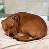dog, sleeping, curled_up, brown_fur, short_hair, pet, animal, nap, blanket, bed, indoors, cozy, relaxed, peaceful, closed_eyes, paws, tail, portrait, warm_lighting, home
