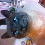 Maurice participe au concours pour gagner de l'argent avec cette photo :