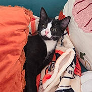 Pixie participe au concours pour gagner de l'argent avec cette photo : animal, black_and_white, blanket, cat, colorful, couch, cozy, home_decor, indoors, lying_down, patterned_fabric, pet, pillow, pink_nose, pointed_ears, portrait, relaxed, sitting, tuxedo_cat, whiskers