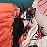 animal, black_and_white, blanket, cat, colorful, couch, cozy, home_decor, indoors, lying_down, patterned_fabric, pet, pillow, pink_nose, pointed_ears, portrait, relaxed, sitting, tuxedo_cat, whiskers