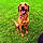 Daisy