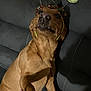 Daisy is registered to the contest to win money with this photo: animal, brown_dog, canine, celebration, christmas, couch, dog, festive, friendship, fur, grinch, handshake, headband, holiday, human_hand, indoor, paw, pet, santa_hat, tattoo