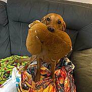 Daisy is registered to the contest to win money with this photo: animal, blanket, brown_dog, comfort, couch, cozy, cute, dog, domestic, friendly, home, indoor, leather_couch, looking_up, pet, playing, plush_toy, sitting, stuffed_toy, toy
