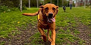 Daisy joined the competition — help win amazing prizes! animal, brown_dog, canine, daytime, dog, fur, grass, grass_patch, happy, leash, nature, outdoor, overcast, park, path, pet, playful, running, tongue_out, trees