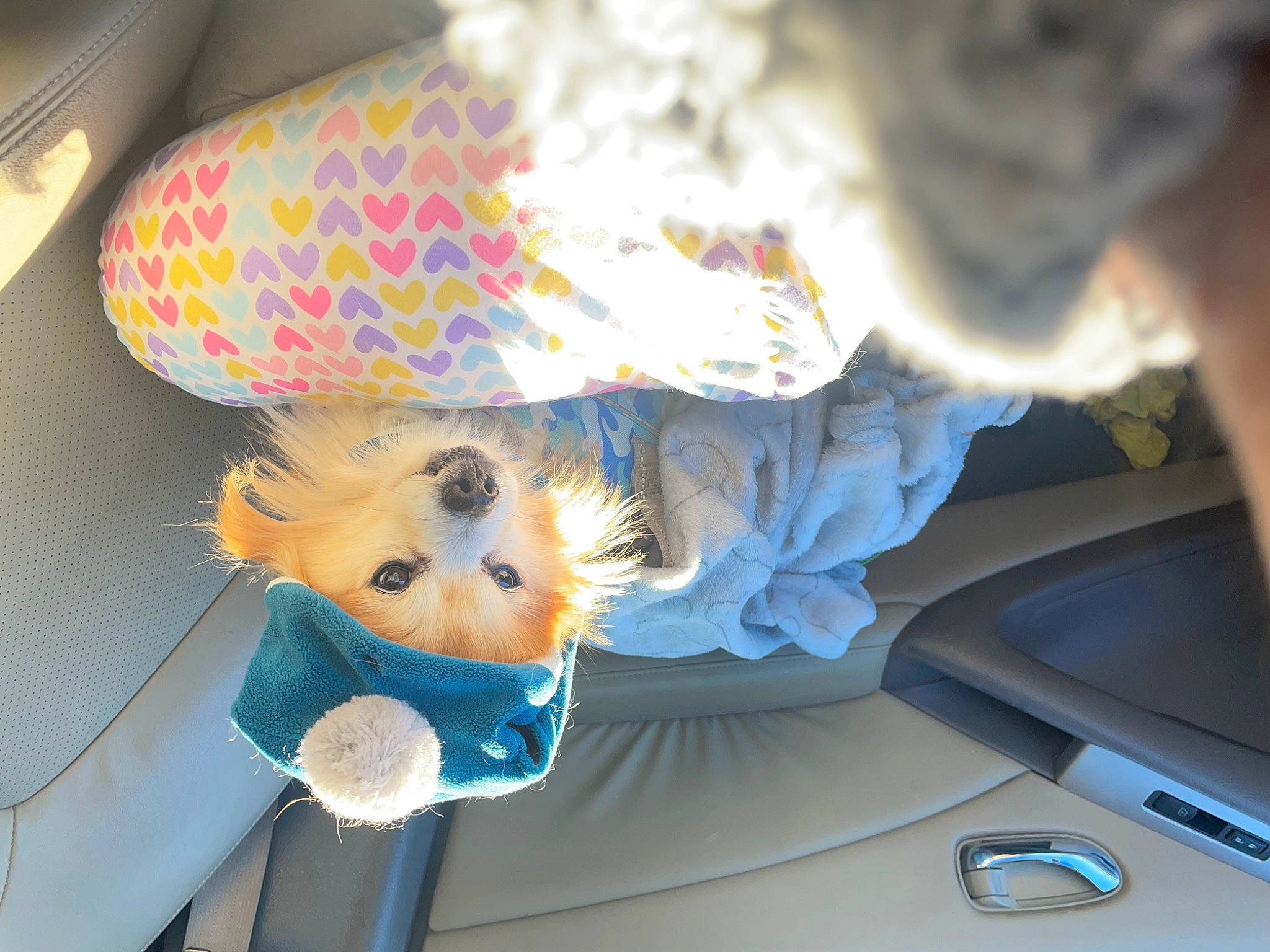 Lucky joined the competition — help win amazing prizes! art, automotive_exterior, automotive_lighting, cap, car, costume_hat, family_car, fashion_accessory, fedora, hat, paper, party_hat, personal_luxury_car, plastic, plush, stuffed_toy, teddy_bear, toy, vehicle_door, windshield