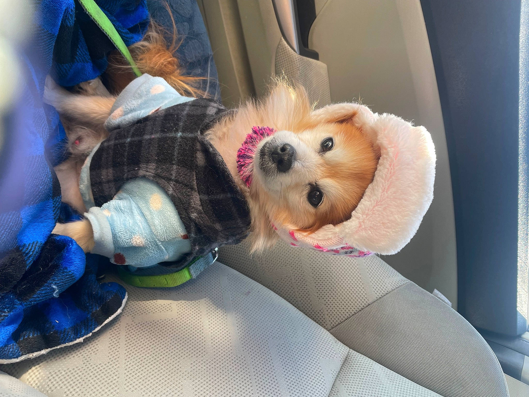 Lucky joined the competition — help win amazing prizes! canidae, car_seat, carnivore, collar, companion_dog, dog, dog_breed, dog_clothes, dog_supply, eyewear, fawn, fur, plush, seat_belt, snout, sporting_group, stuffed_toy, toy, toy_dog, vehicle
