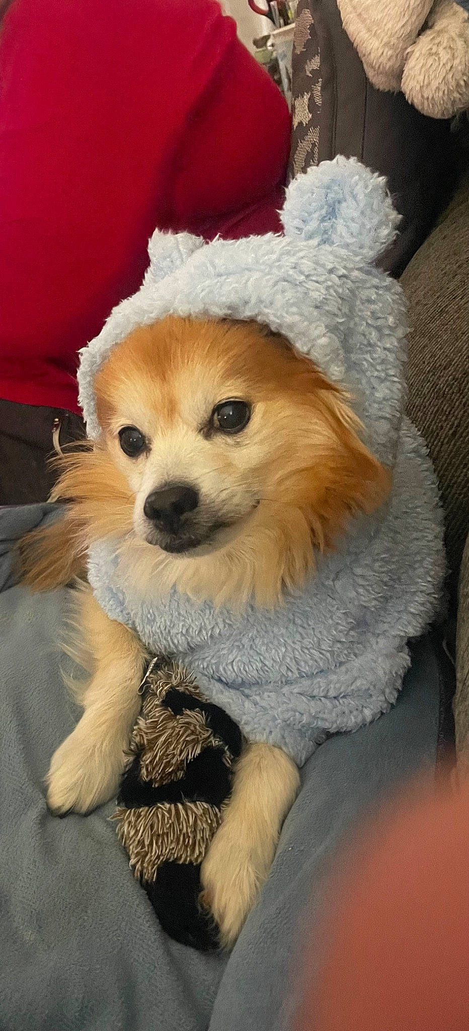 Lucky joined the competition — help win amazing prizes! canidae, cap, carnivore, companion_dog, dog, dog_breed, dog_clothes, dog_supply, fawn, fur, hat, pomeranian, puppy, puppy_love, snout, sporting_group, toy, toy_dog, whiskers, working_animal