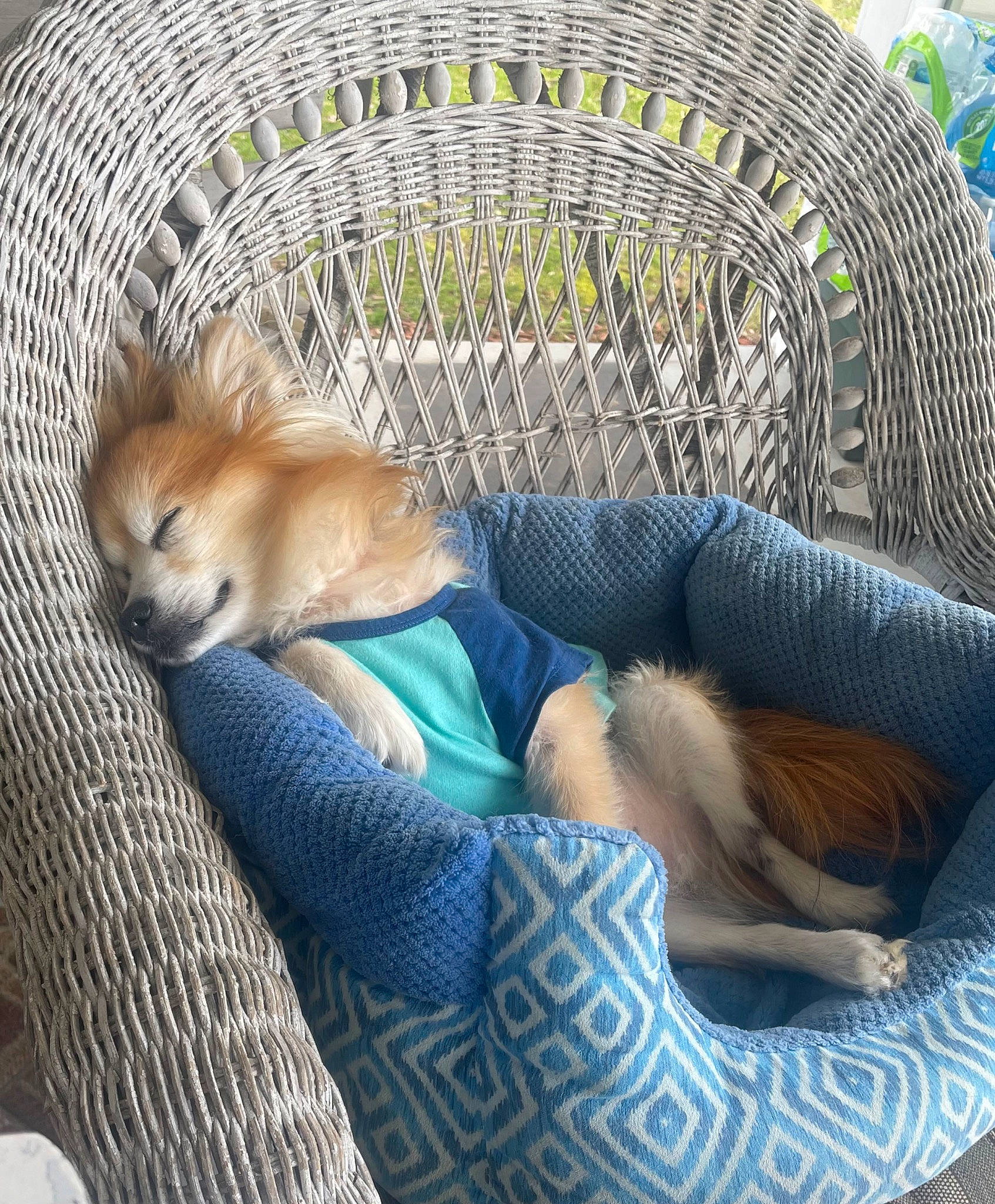 Lucky joined the competition — help win amazing prizes! animal_shelter, basket, cage, canidae, carnivore, comfort, companion_dog, couch, dog, dog_bed, dog_breed, dog_crate, dog_supply, fawn, fur, german_spitz_mittel, pet_supply, spitz, sporting_group, toy_dog