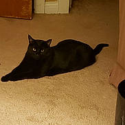 Onyx is registered to the contest to win money with this photo: black_cat, cat, pet, animal, indoor, carpet, feline, relaxed, stretching, laying_down, home, curious, ears, tail, whiskers, floor, doorframe, furniture, cozy, warm_lighting