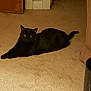 black_cat, cat, pet, animal, indoor, carpet, feline, relaxed, stretching, laying_down, home, curious, ears, tail, whiskers, floor, doorframe, furniture, cozy, warm_lighting