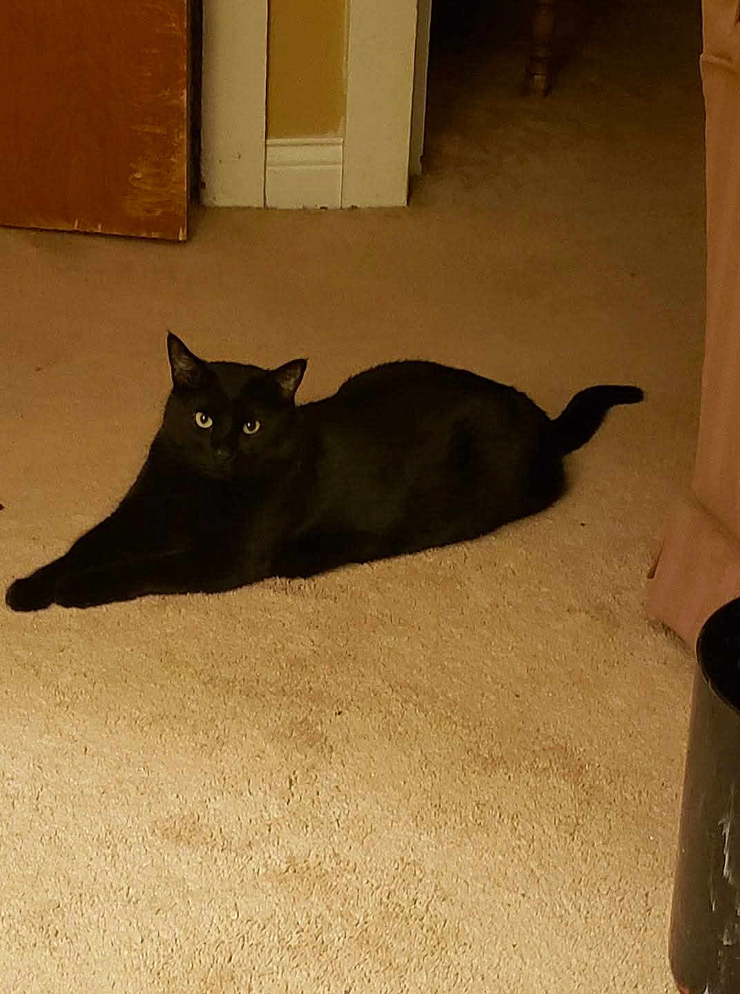 Onyx is registered to the contest to win money with this photo: black_cat, cat, pet, animal, indoor, carpet, feline, relaxed, stretching, laying_down, home, curious, ears, tail, whiskers, floor, doorframe, furniture, cozy, warm_lighting
