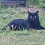 Onyx is registered to the contest to win money with this photo: black_cat, cat, grass, outdoor, animal, pet, nature, greenery, laying_down, wildlife, mammal, feline, eyes, alert, garden, plant, fur, whiskers, relaxing, daytime