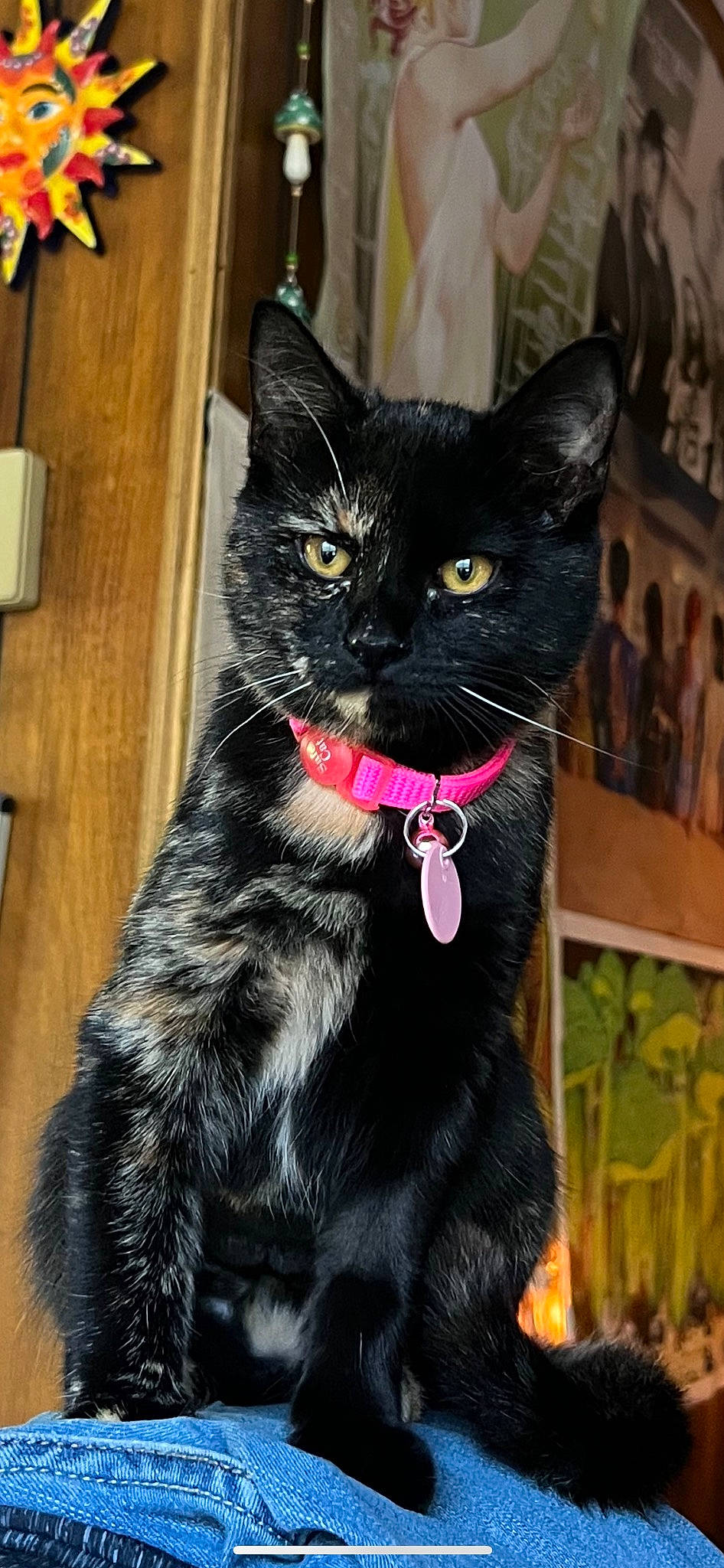 Nyx joined the competition — help win amazing prizes! black_cat, bombay, carnivore, cat, cat_furniture, cat_toy, claw, collar, domestic_short_haired_cat, felidae, fur, havana_brown, paw, small_to_medium_sized_cats, snout, tail, terrestrial_animal, whiskers, window