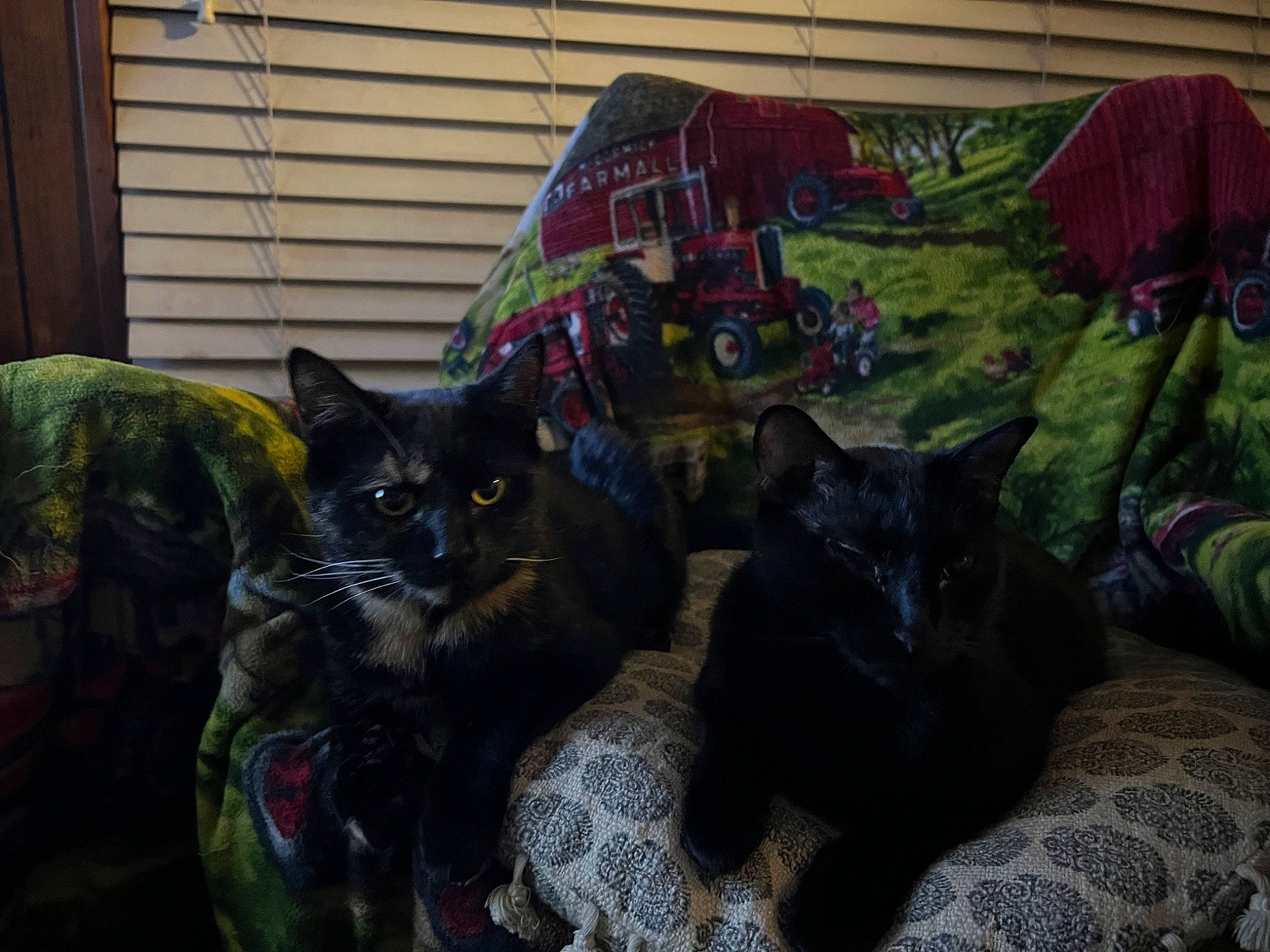 Nyx is registered to the contest to win money with this photo: black_cat, bombay, carnivore, cat, comfort, domestic_short_haired_cat, felidae, fur, grass, grey, linens, small_to_medium_sized_cats, tail, terrestrial_animal, whiskers