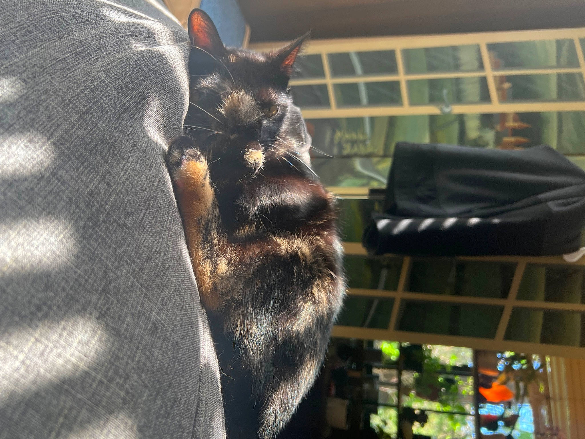 Nyx joined the competition — help win amazing prizes! animal_shelter, black_cat, canidae, carnivore, cat, claw, dog_breed, domestic_short_haired_cat, felidae, fur, metal, paw, pet_supply, small_to_medium_sized_cats, tail, terrestrial_animal, whiskers, wildlife