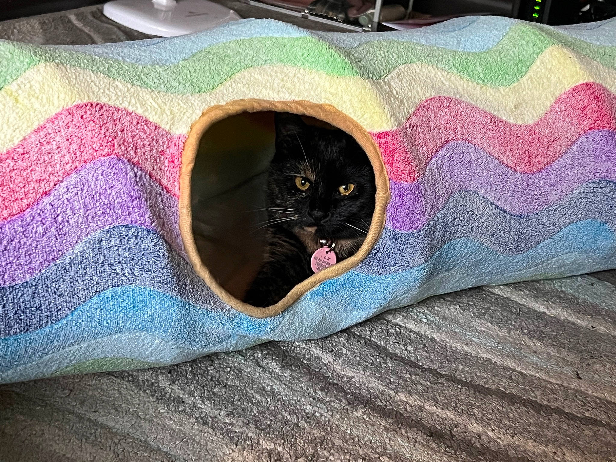 Nyx is registered to the contest to win money with this photo: bag, black_cat, carnivore, cat, cat_bed, comfort, electric_blue, felidae, fur, grey, linens, luggage_and_bags, magenta, pattern, purple, small_to_medium_sized_cats, tail, tints_and_shades, whiskers, wood