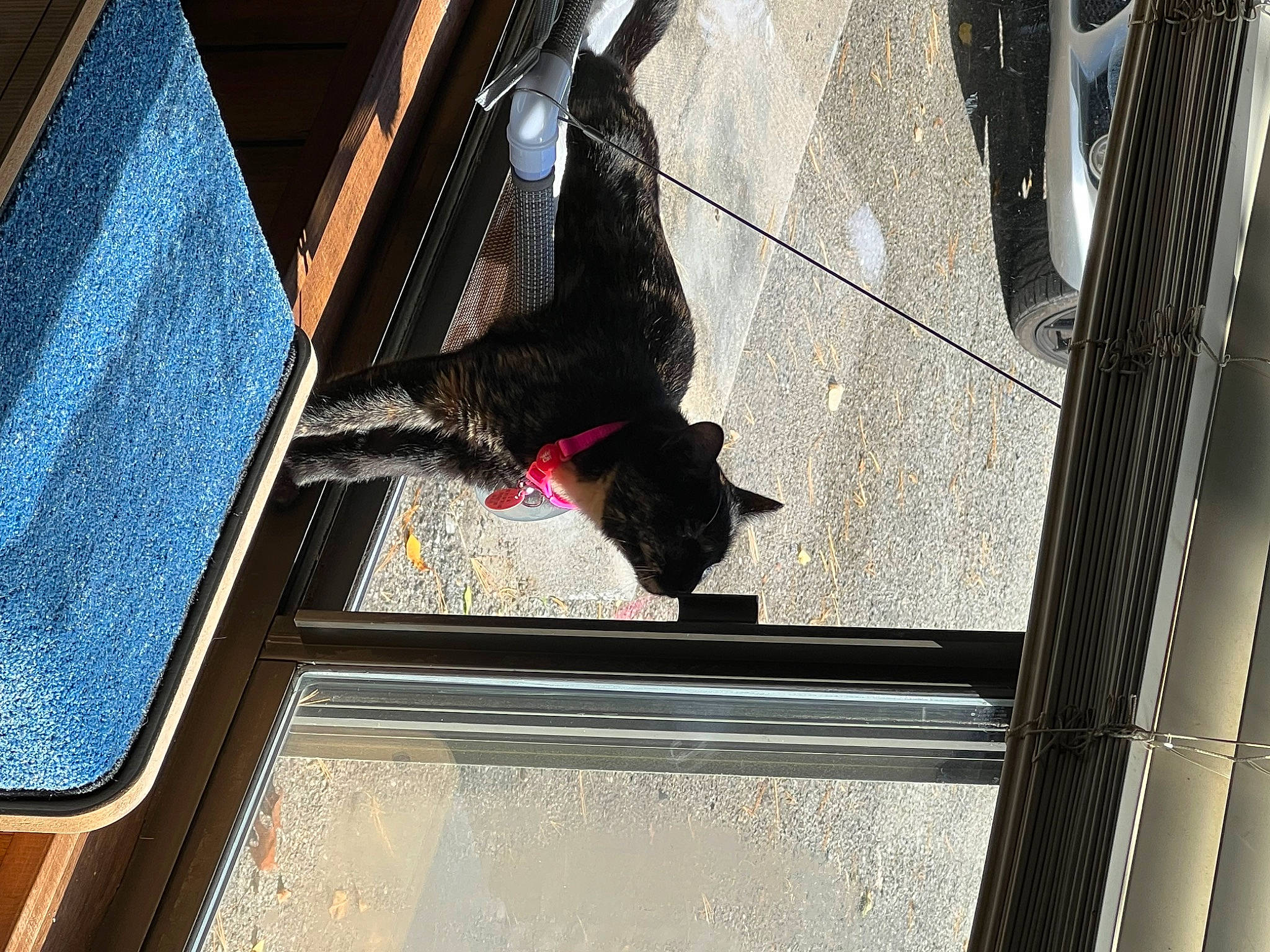 Nyx joined the competition — help win amazing prizes! auto_part, automotive_exterior, automotive_tire, automotive_window_part, carmine, carnivore, daylighting, door, glass, human_leg, metal, reflection, shadow, sporting_group, stairs, symmetry, tints_and_shades, vehicle_door, window, wood