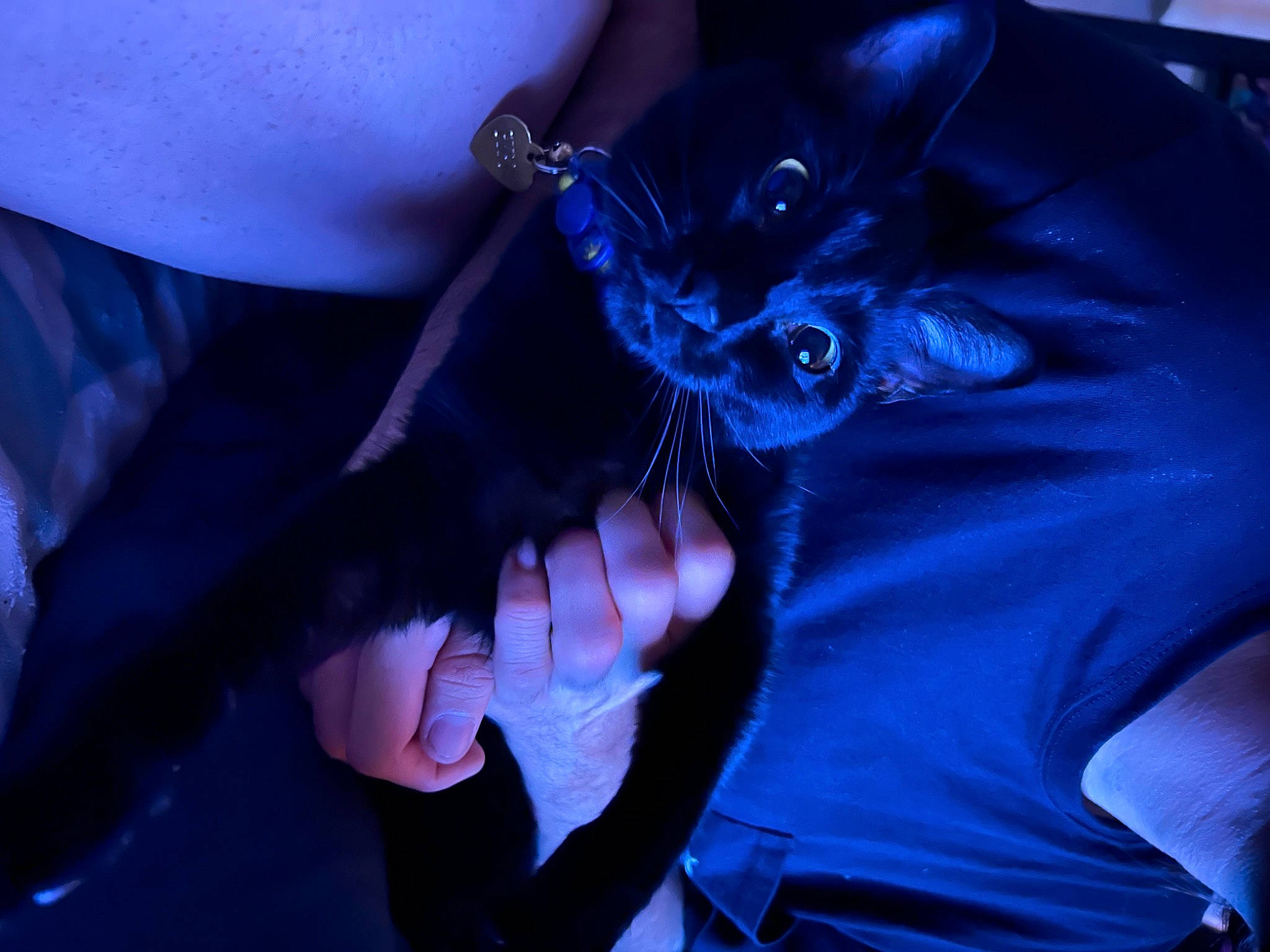 Gypsy is registered to the contest to win money with this photo: blue, carnivore, cat, claw, comfort, dress, electric_blue, event, felidae, finger, fur, gesture, nail, plant, purple, small_to_medium_sized_cats, snout, thumb, whiskers, wrist