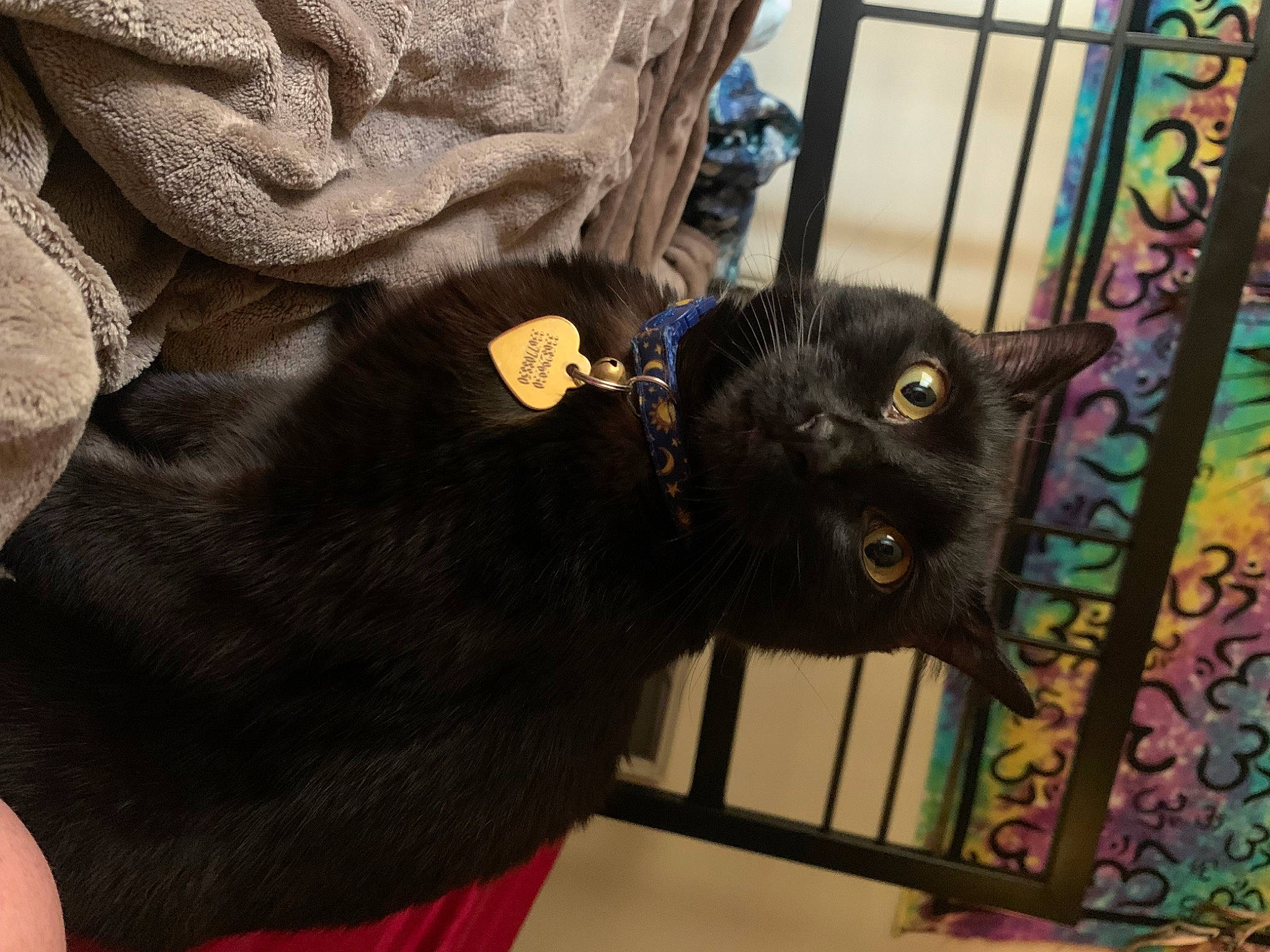 Gypsy joined the competition — help win amazing prizes! black_cat, bombay, carnivore, cat, claw, comfort, dog_breed, domestic_short_haired_cat, felidae, fur, leather_jacket, sleeve, small_to_medium_sized_cats, snout, tail, terrestrial_animal, whiskers