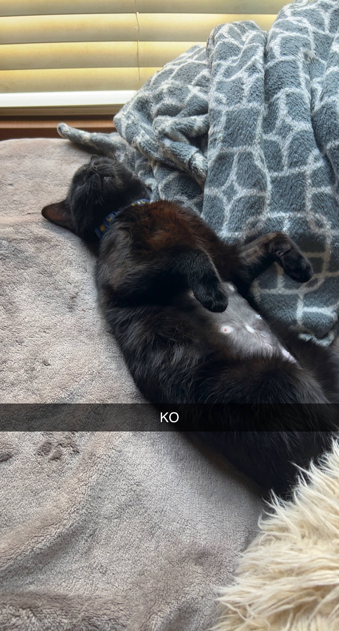 Gypsy is registered to the contest to win money with this photo: canidae, carnivore, comfort, companion_dog, dog, dog_breed, fawn, felidae, foot, fur, human_leg, liver, small_to_medium_sized_cats, snout, sporting_group, tail, terrestrial_animal, tints_and_shades, whiskers, working_animal