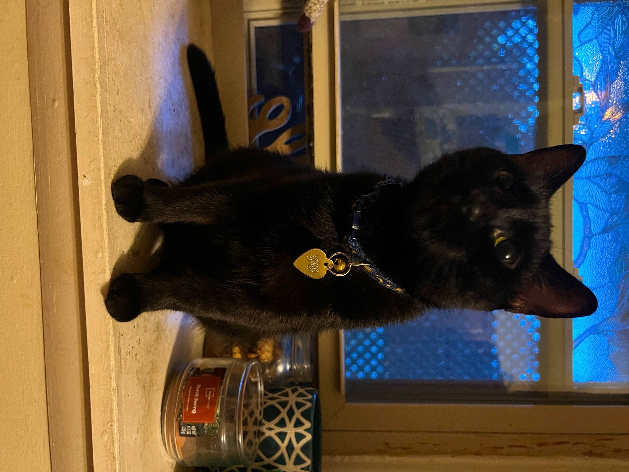 Gypsy is registered to the contest to win money with this photo: black_cat, bombay, canidae, carnivore, cat, cat_supply, collar, dog, dog_breed, domestic_short_haired_cat, felidae, fur, guard_dog, pet_supply, small_to_medium_sized_cats, snout, sporting_group, tail, whiskers, window