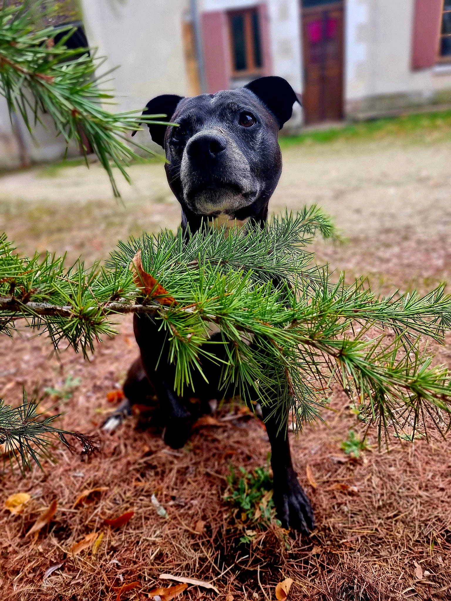 Blacky a rejoint le concours — aidez-le/la à gagner de superbes lots ! arecales, carnivore, companion_dog, conifer, dog, dog_breed, evergreen, fawn, garden, grass, grass_family, groundcover, plant, shrub, snout, sporting_group, tail, terrestrial_animal, terrestrial_plant, working_animal